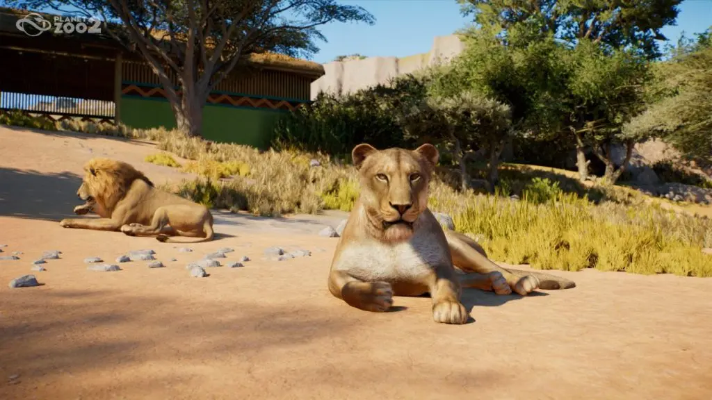 Planet Zoo 2 hayvanlarının yeniden yapımı: aslanın oyundaki son hâli