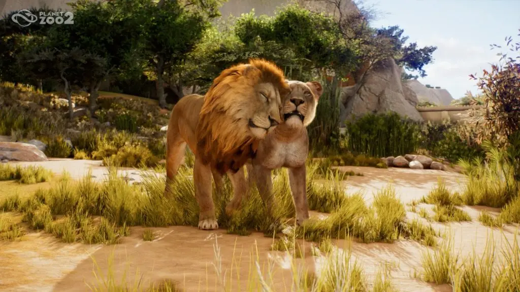 Planet Zoo 2 hayvanlarının yeniden yapımı: aslan sürüsünün yaşam alanındaki görüntüsü
